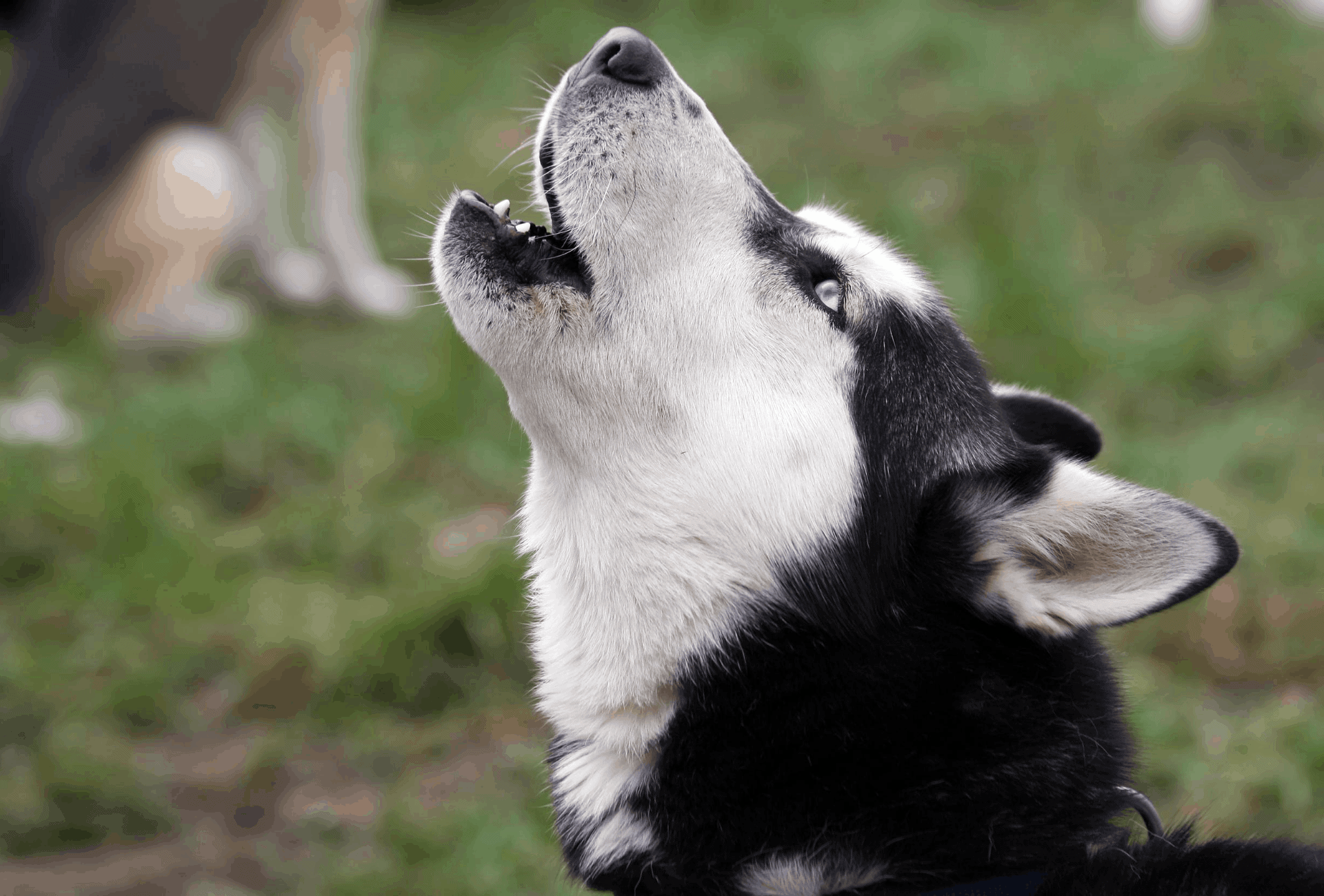 Do dogs howl before death?