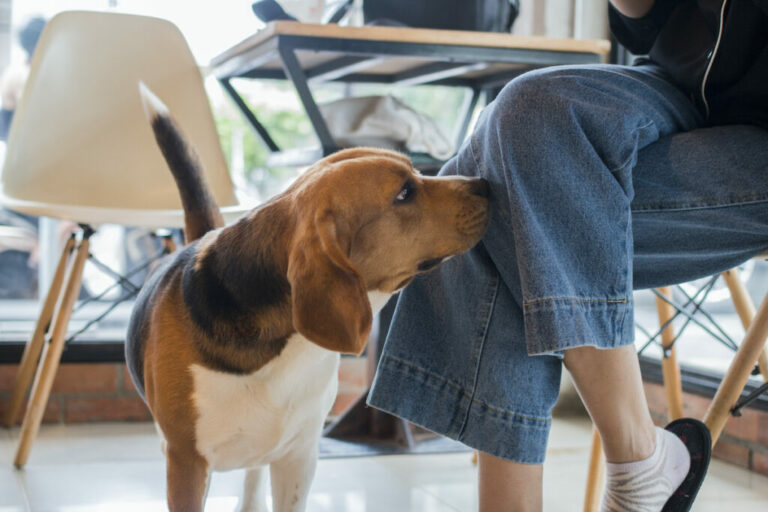 Do dogs like when humans sniff them?