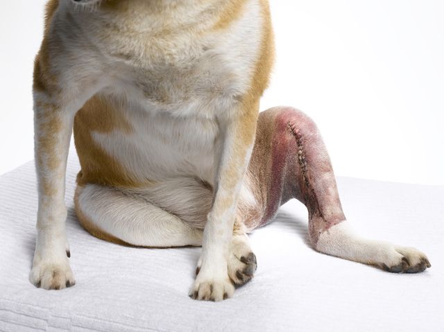 Do dogs need surgery for torn ligaments?