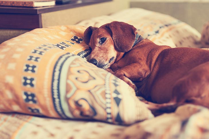 Do dogs really miss their owners?