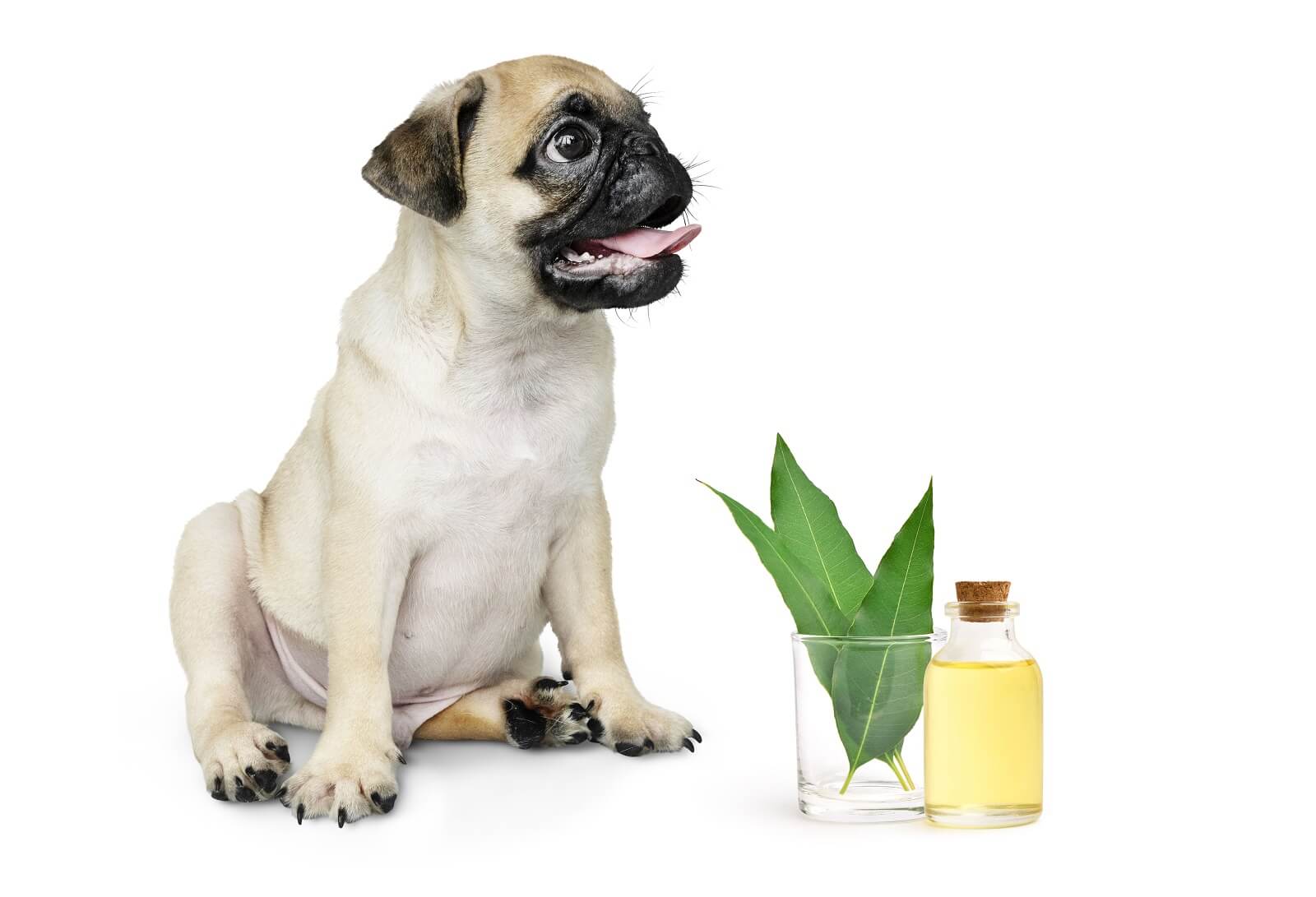 Do essential oils hurt dogs?