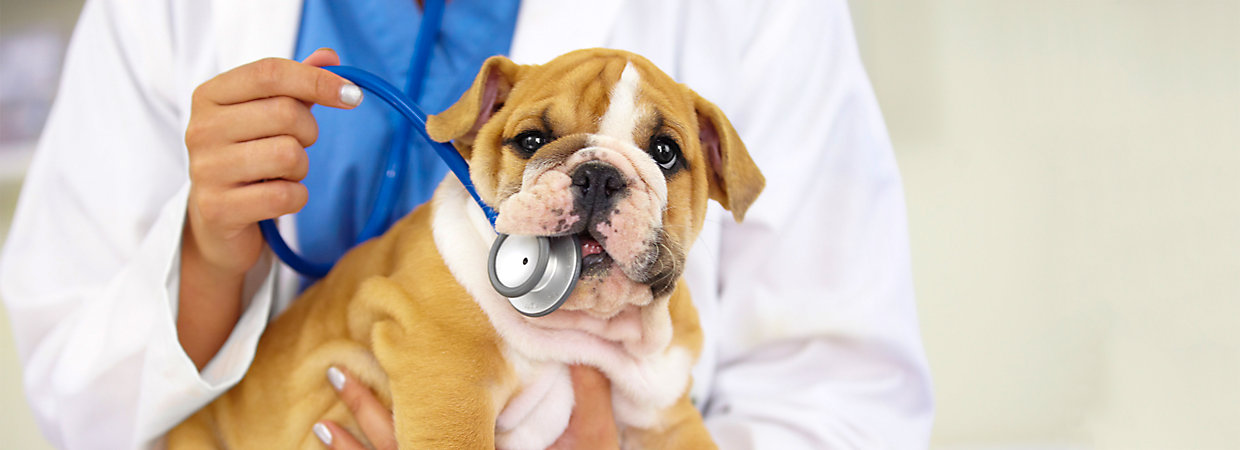 Do puppies need 3 vaccinations?
