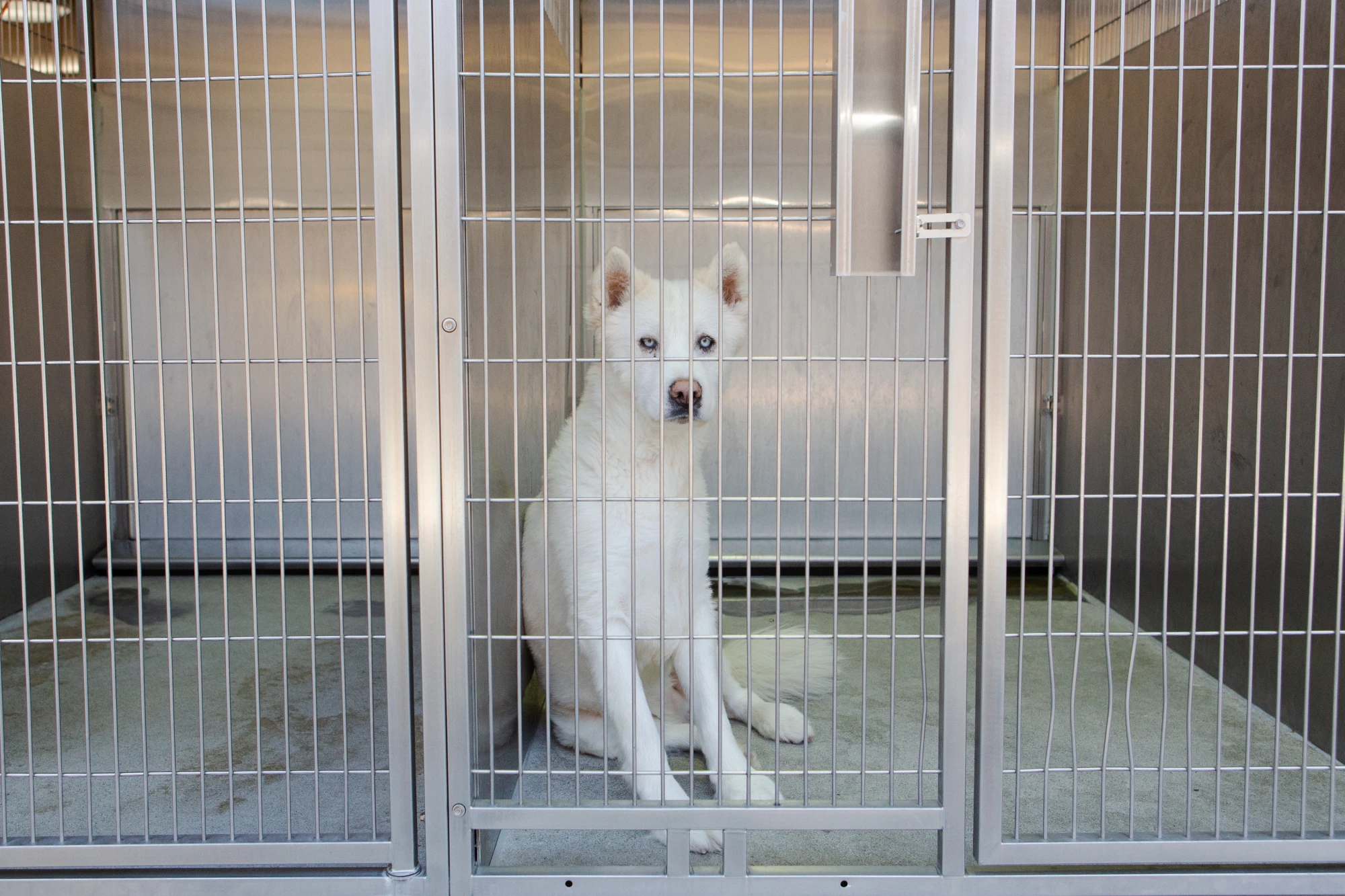 Does LA County animal control euthanize dogs?