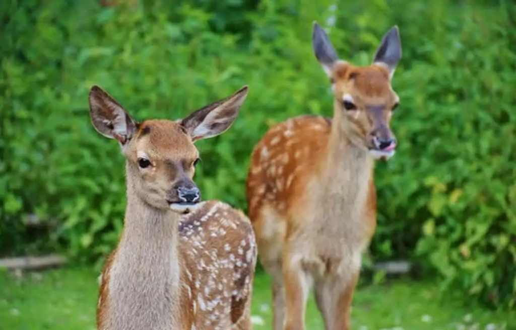 does-deer-poop-smell-bad-animal-shelters