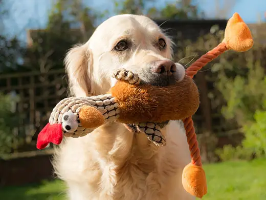 Does ground turkey cause gas in dogs?