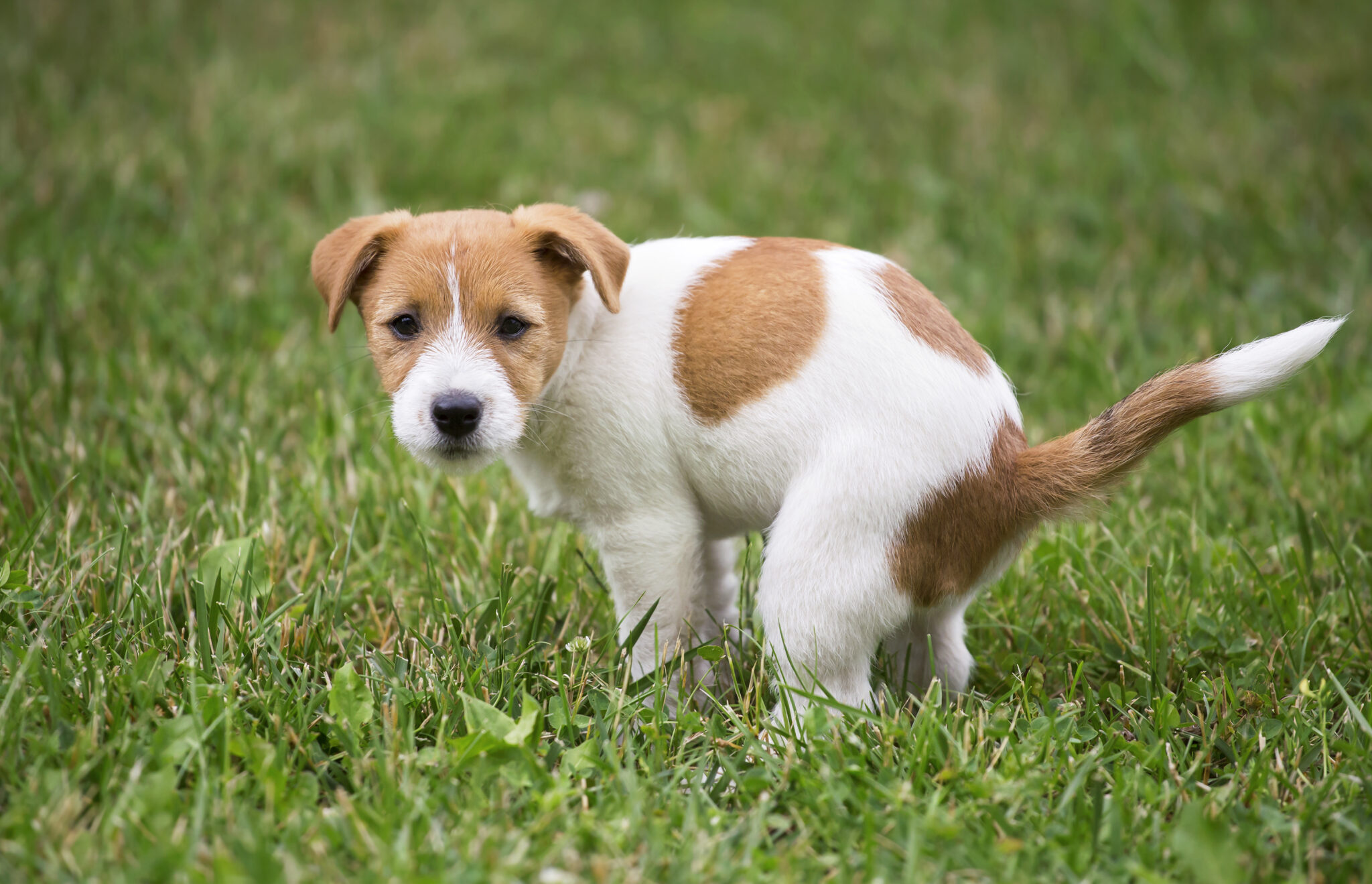 why-do-abscess-smell-so-bad-animal-shelters