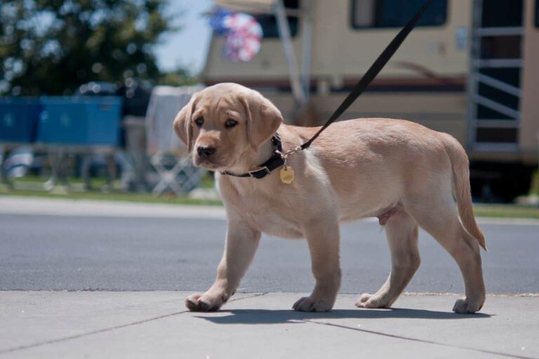 How Far Can dogs walk by age?