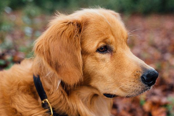 How Long Can dogs live with laryngeal paralysis?