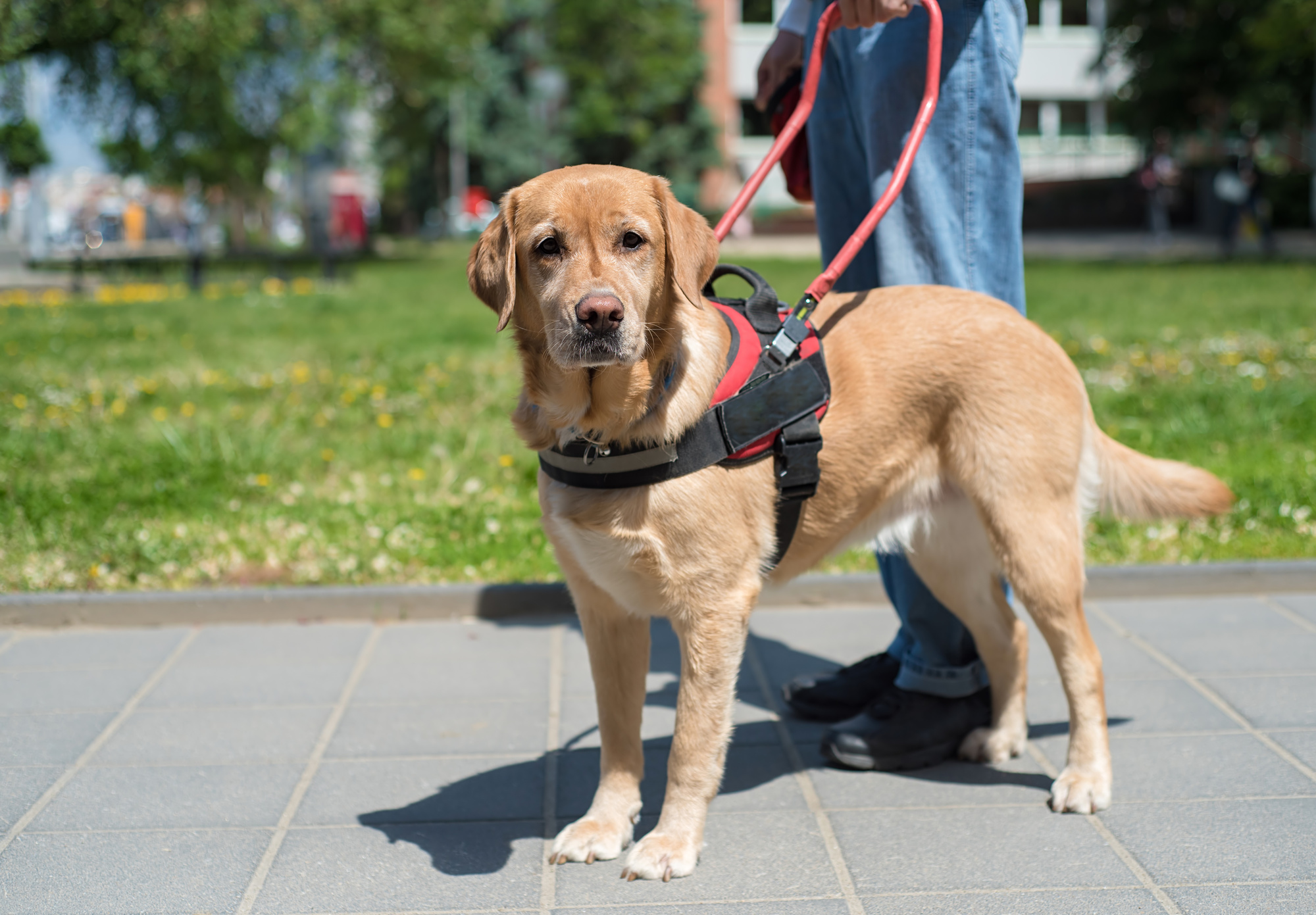 How can I get a free diabetic alert dog?