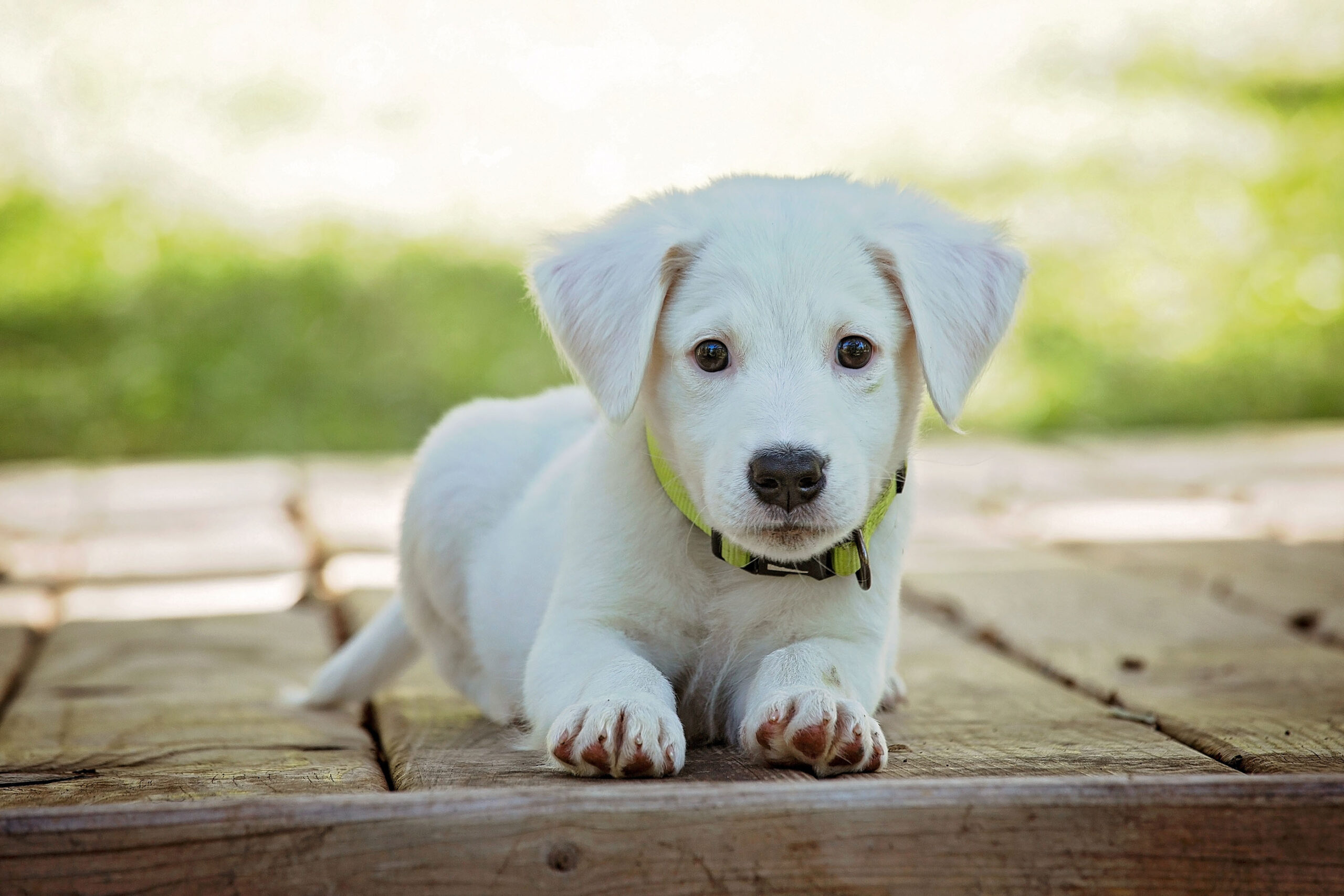 How can I help my dog with colitis stress?
