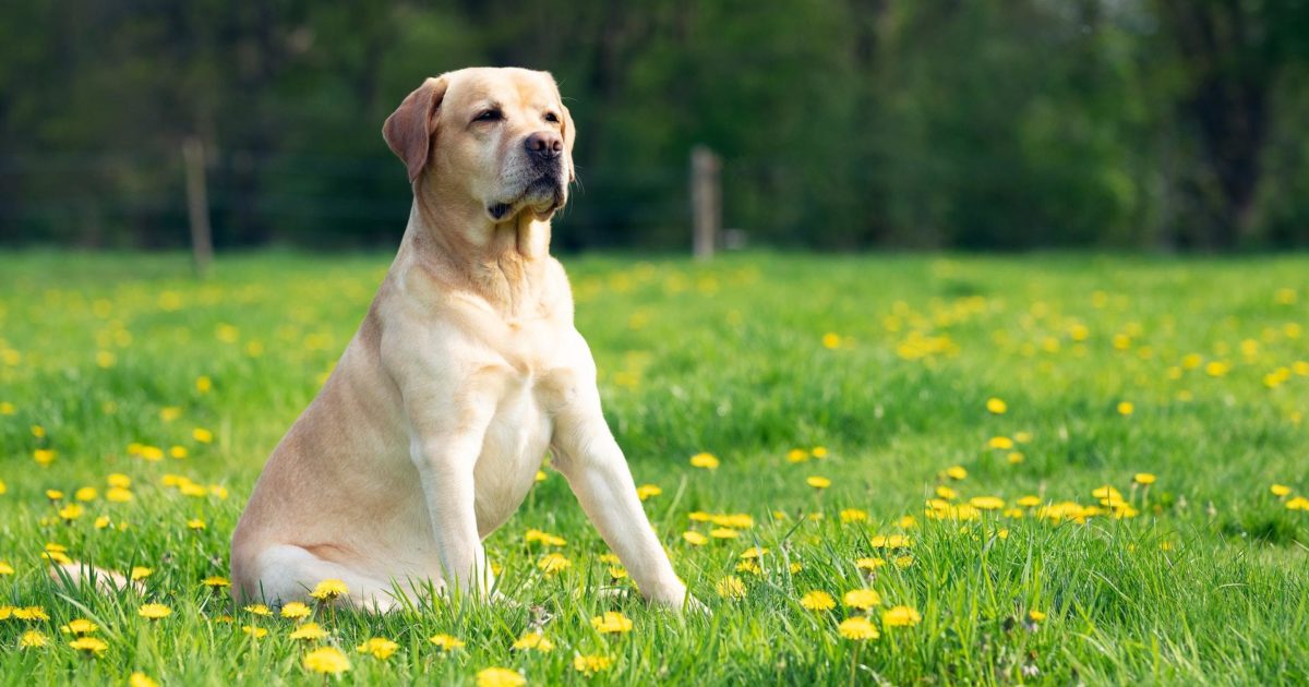 How can I reduce my dog’s bile?