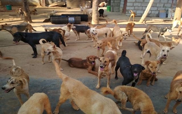 How can we help stray dogs in Bangalore?