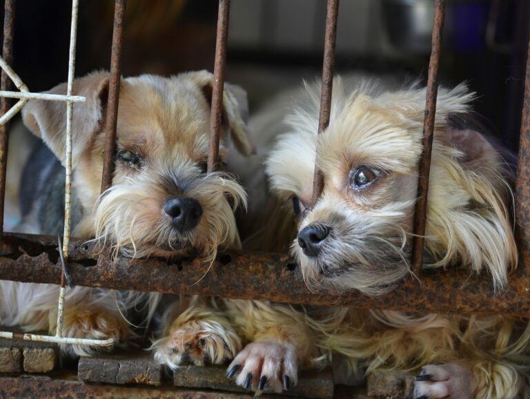 Question: How can you tell if its a puppy mill?