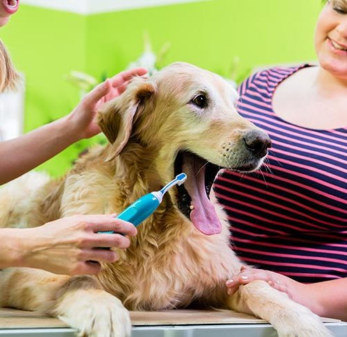 How dangerous is having your dog’s teeth cleaned?