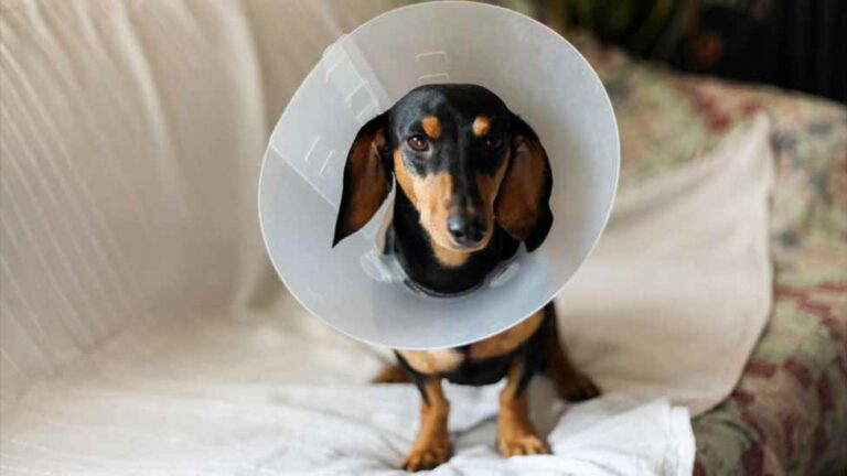 How do I comfort my dog after neutering?