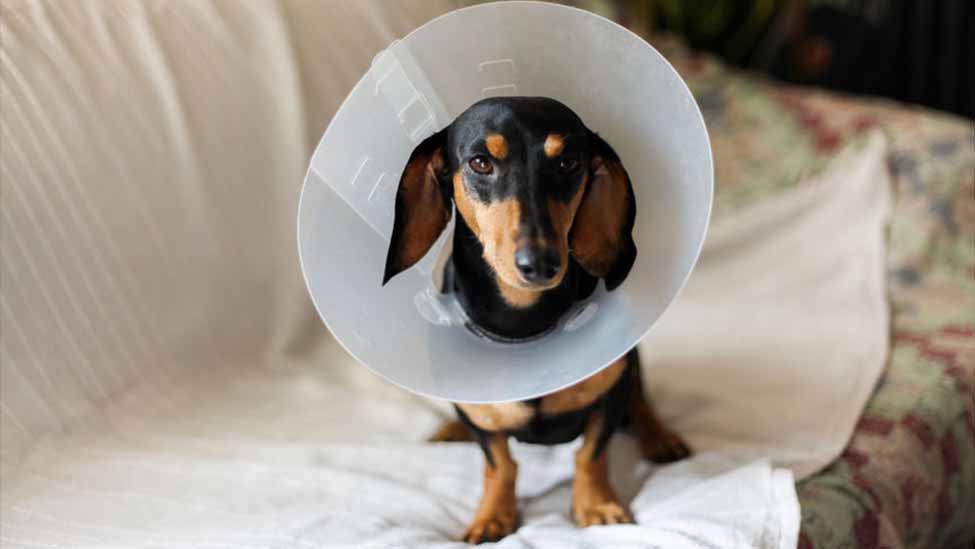 How do I comfort my dog after neutering?