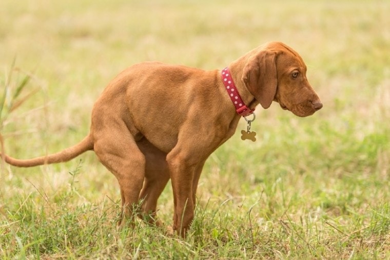 How do I get rid of flies around my dogs poop?