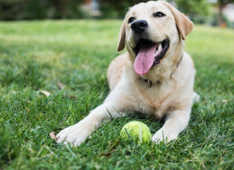 Frequent question: How do I keep bugs out of my dogs house?