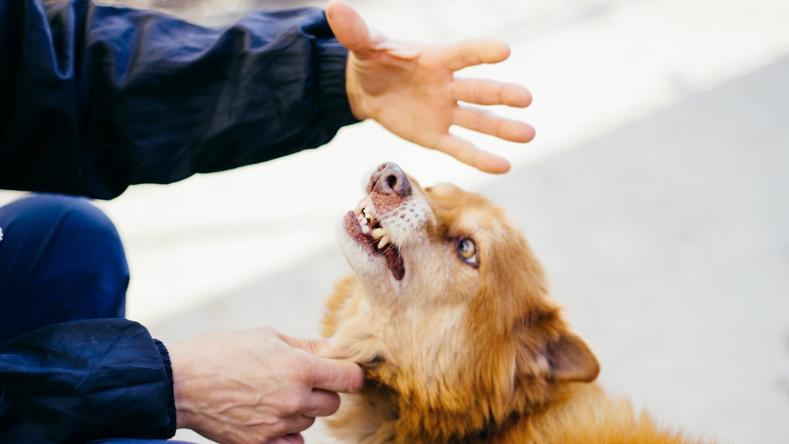How do I stop my dog from biting guests?
