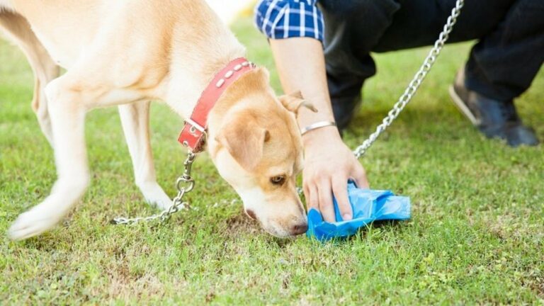 How do I stop my dog from eating plastic?