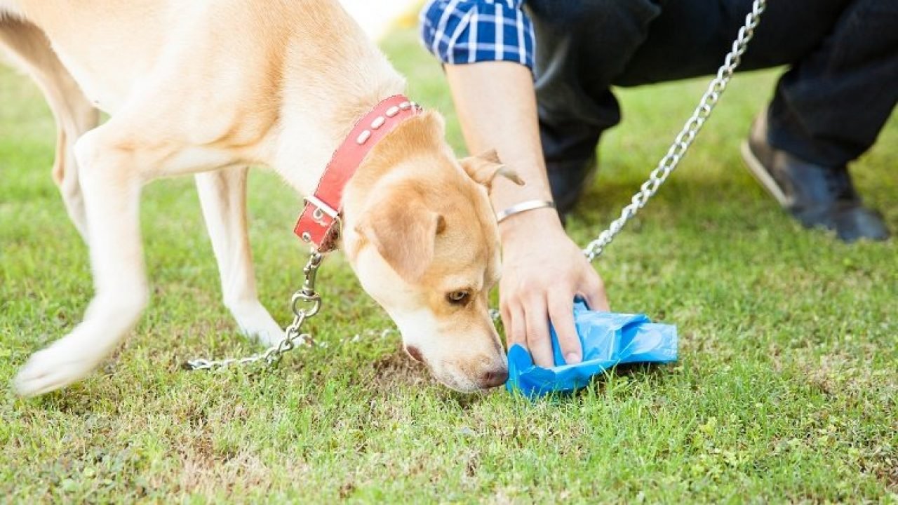 How do I stop my dog from eating plastic?
