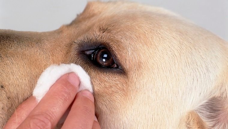How do I stop my dogs eyes from tearing?
