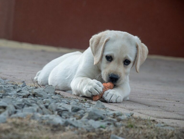 How do I stop my puppy from getting over excited for food?