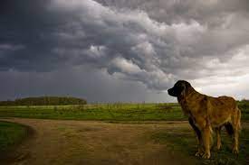 How do dogs act before a tornado?