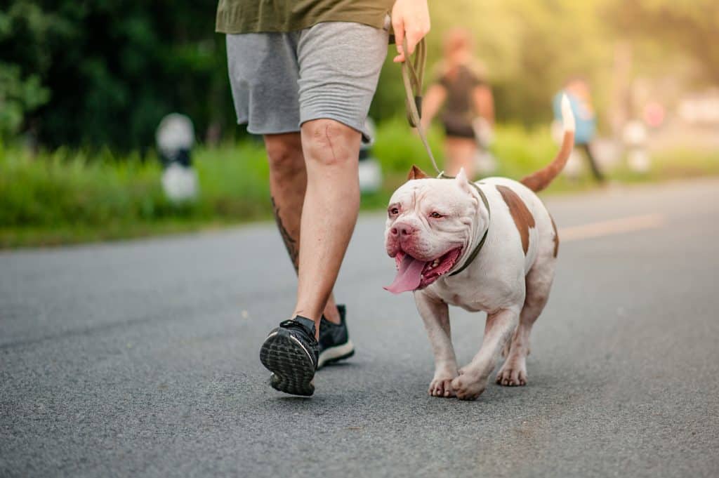 How do pit bulls show affection?