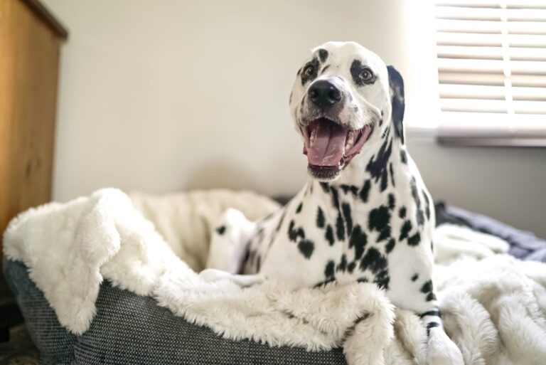 How do you clean a dog bed that can’t be washed?