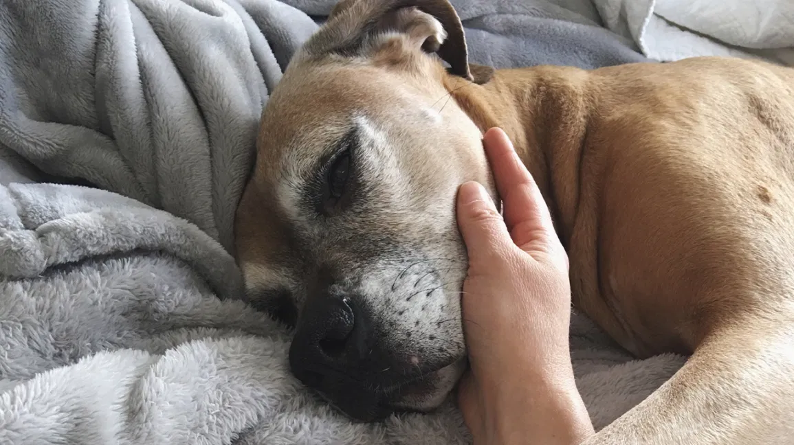 How do you comfort a dying dog?