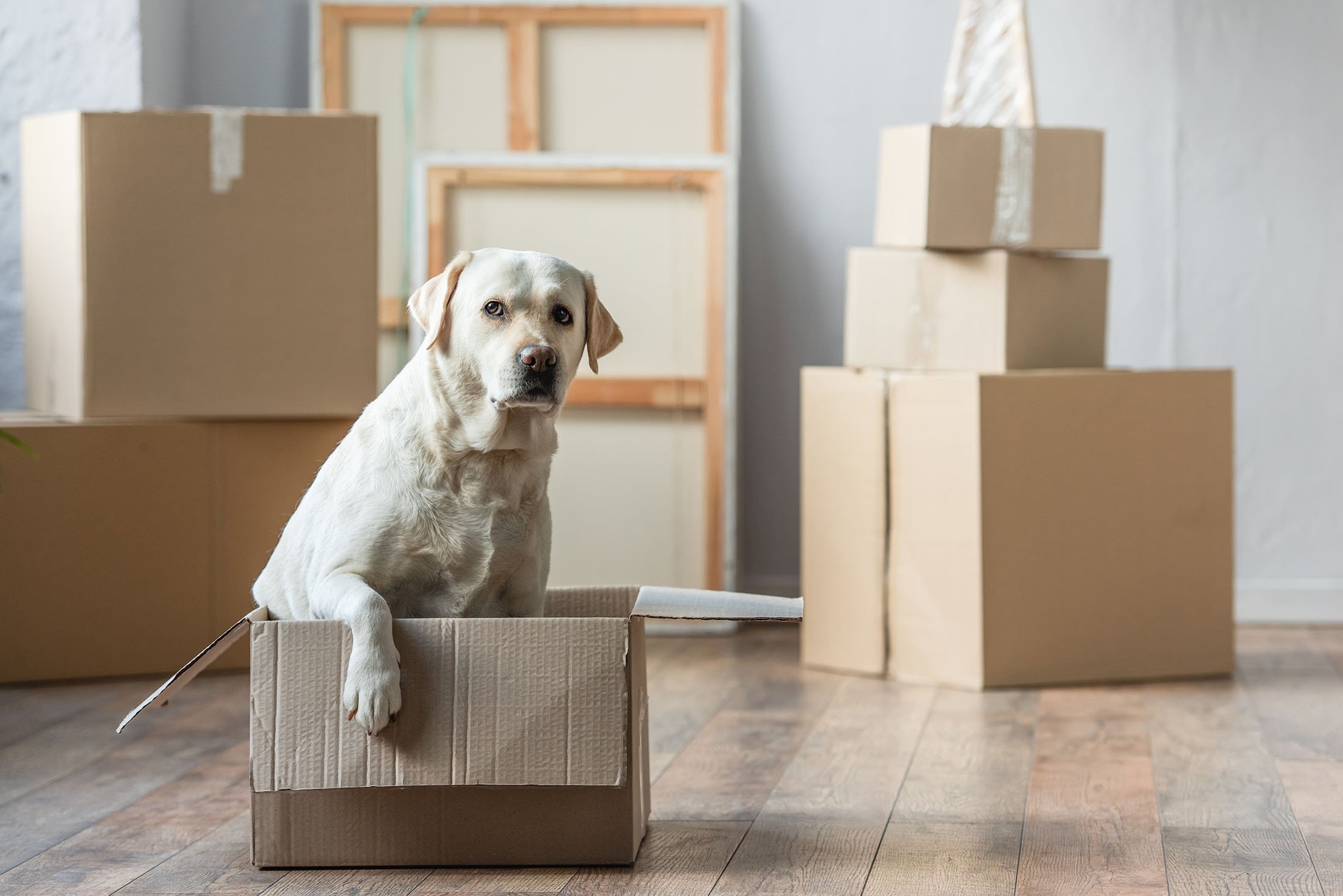 How do you find a new home for your dog?