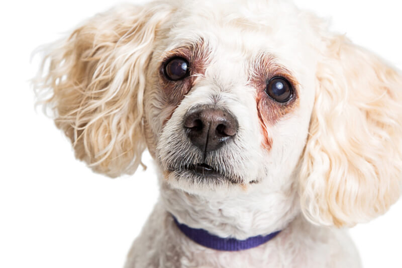 How do you get brown stains out of dog fur?