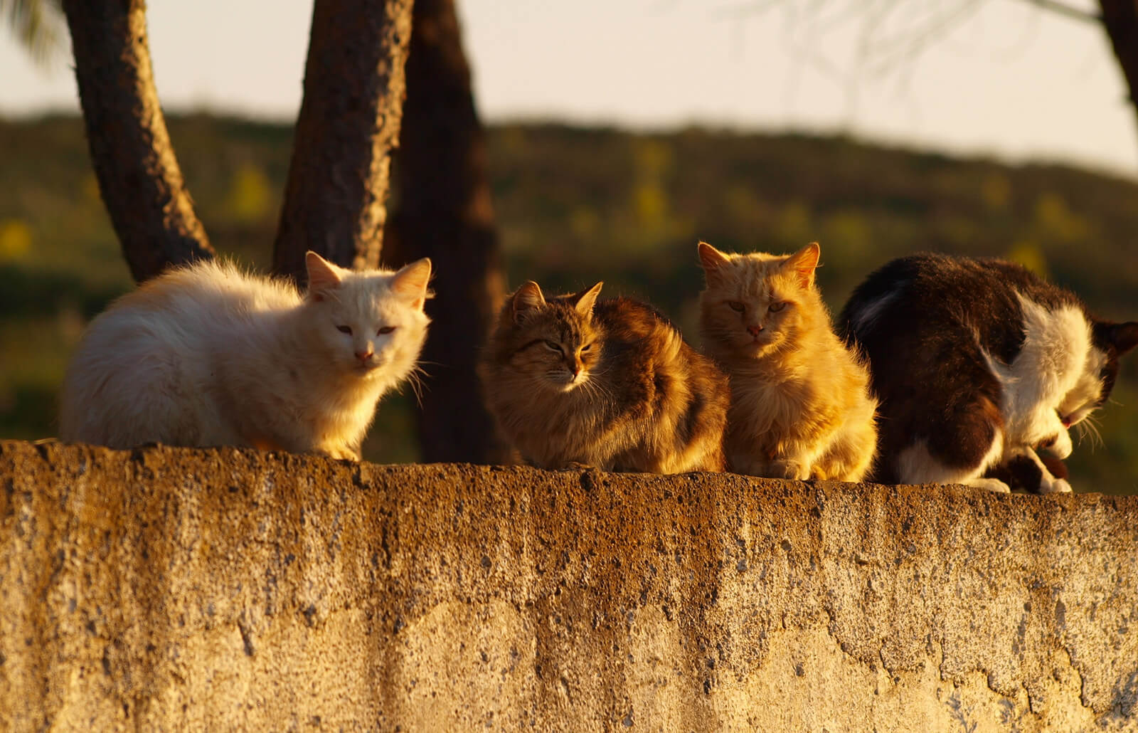 How do you get rid of feral cats?