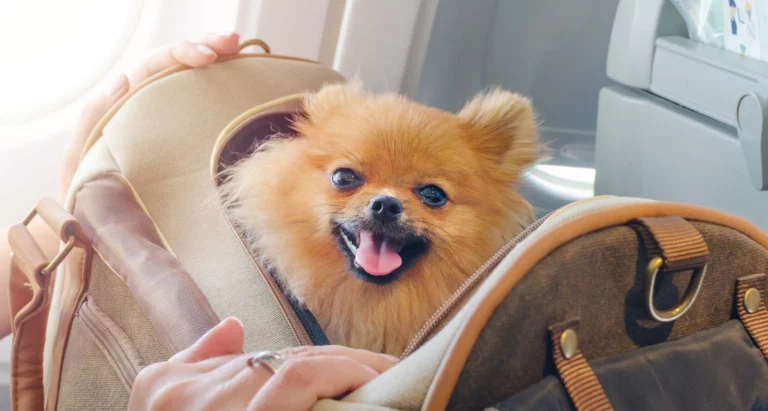 How do you keep a dog quiet on a plane?