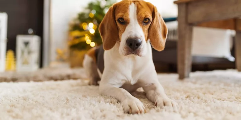 How do you stop a dog from digging in the couch?