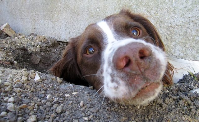 How do you stop a dog from digging in the garden?