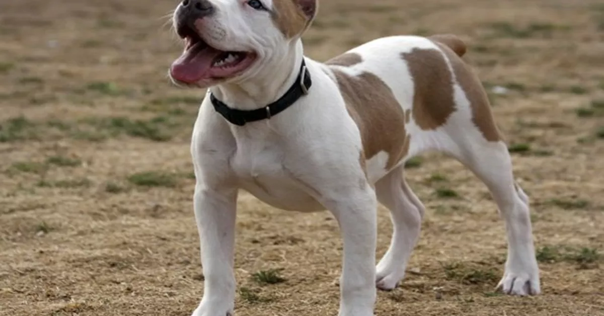 How do you train a pitbull to be gentle?