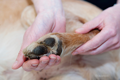 How do you treat dermatitis on dogs paws?