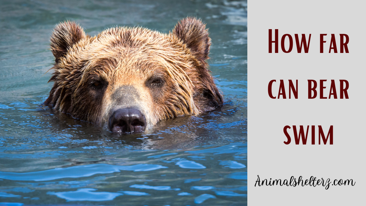 How far can bear swim