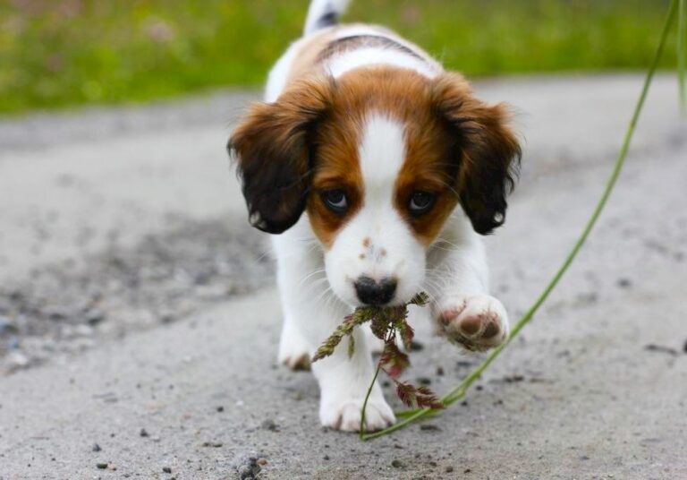 frequent-question-how-far-can-you-walk-a-7-month-old-puppy-animal