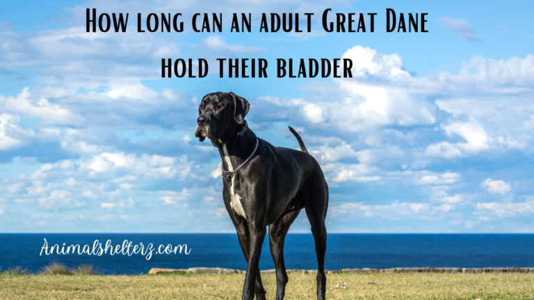 How long can an adult Great Dane hold their bladder?