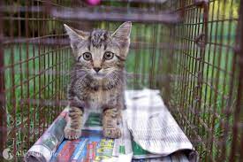 How long can you leave a feral cat in a trap?