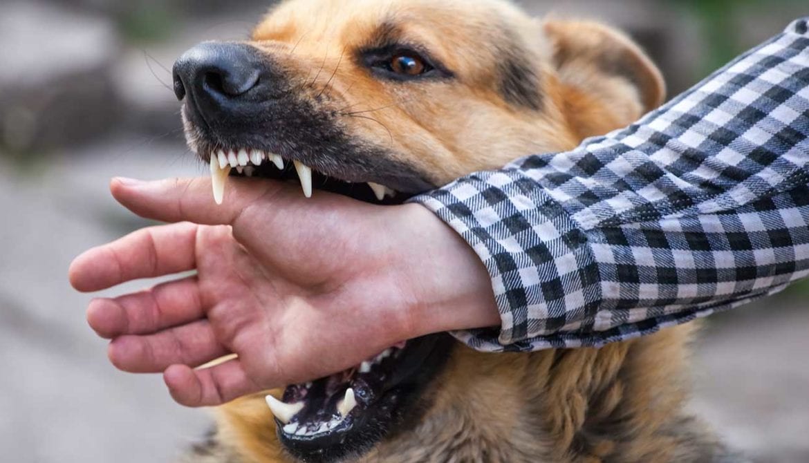 How long can you wait to sue for a dog bite?