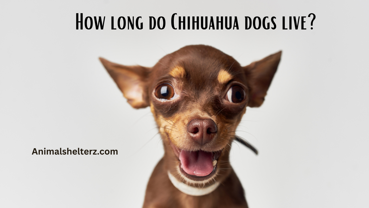 How long do Chihuahua dogs live?