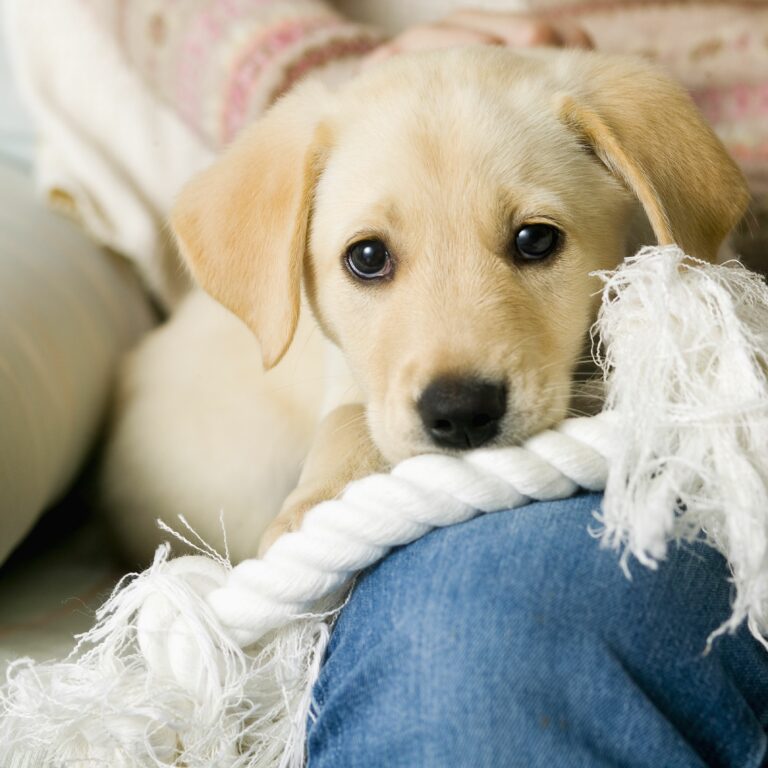 You asked: How long does Puppy Love usually last?