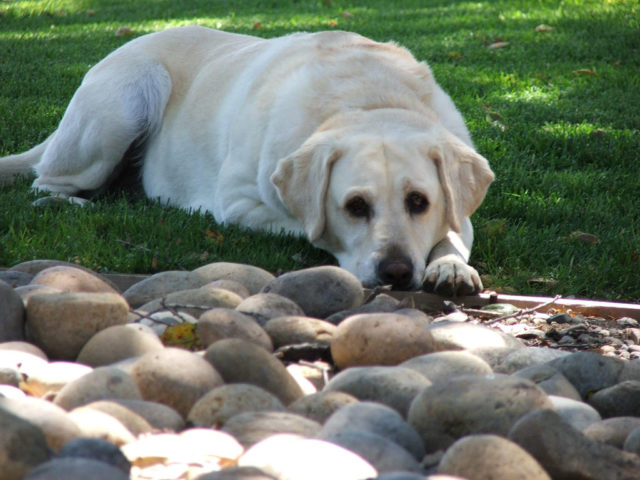 How long does it take for a dog to pass a rock?