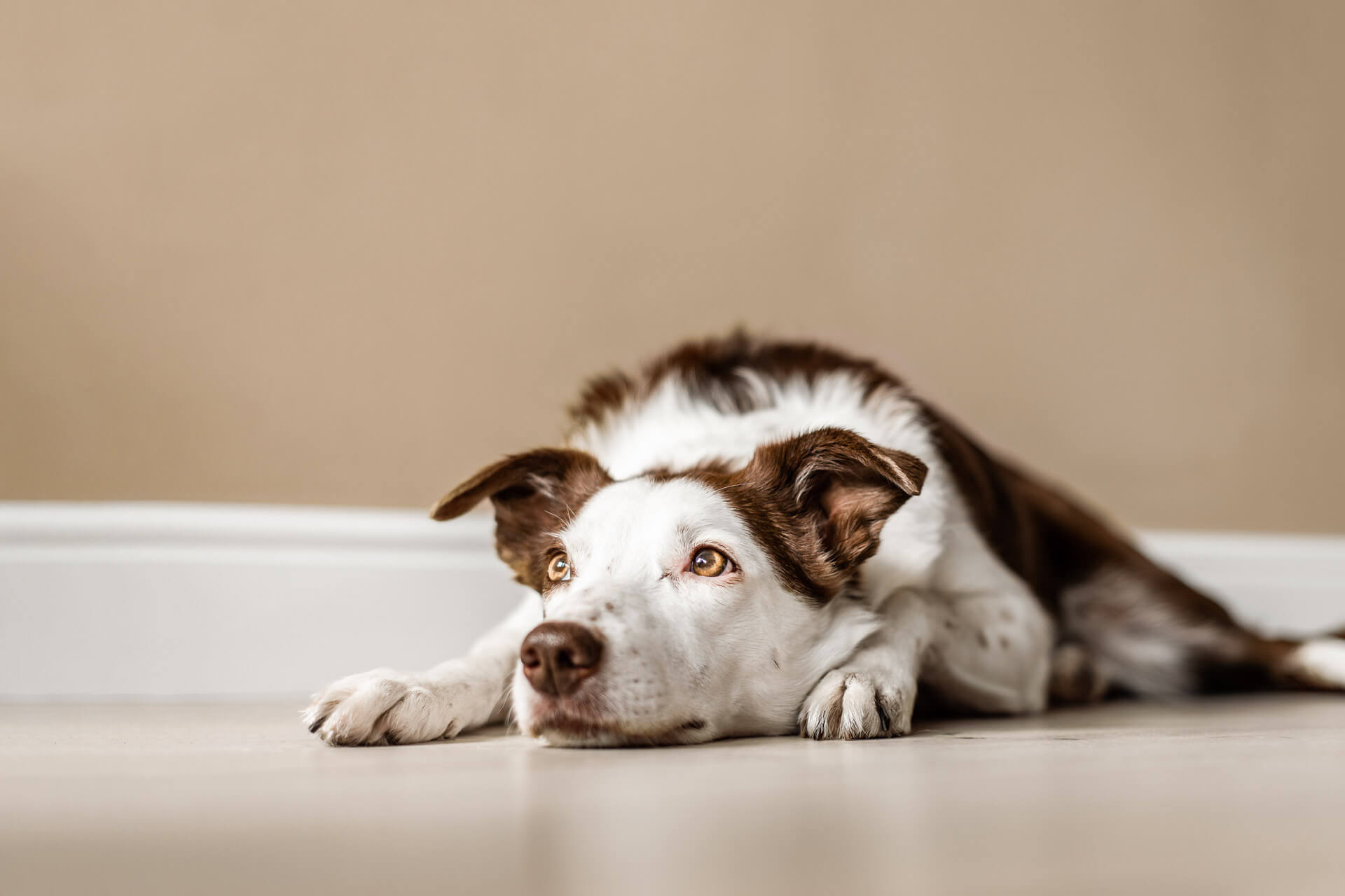 How long is it OK to leave a dog alone?