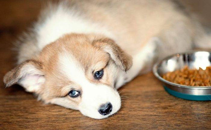 How long should I let my puppy eat?