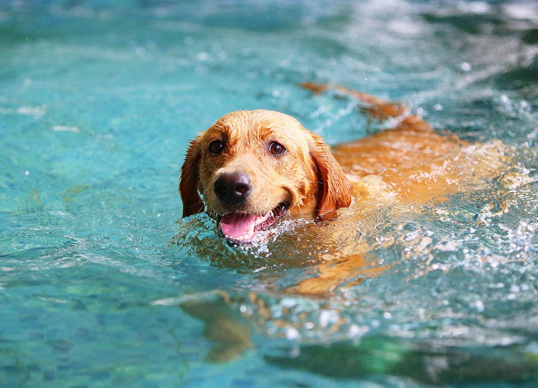 How long should your dog swim?